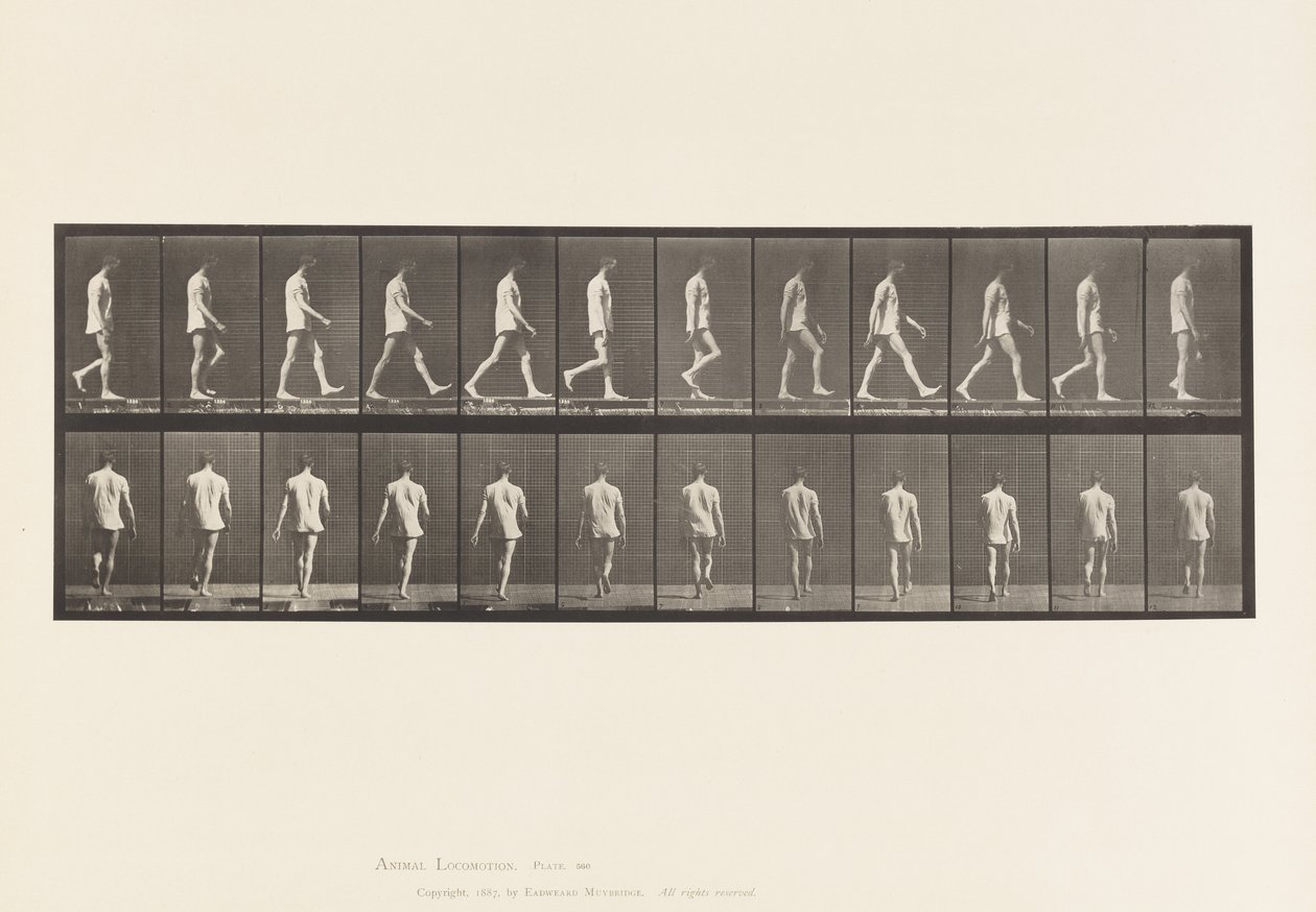 Płyta 560.Ataksja lokomotoryczna; Spacer, 1885 autorstwa Eadweard Muybridge