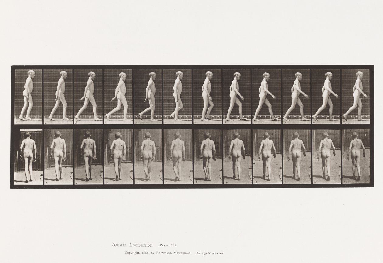 Tabliczka 562. Boczna krzywizna kręgosłupa; Pieszy autorstwa Eadweard Muybridge