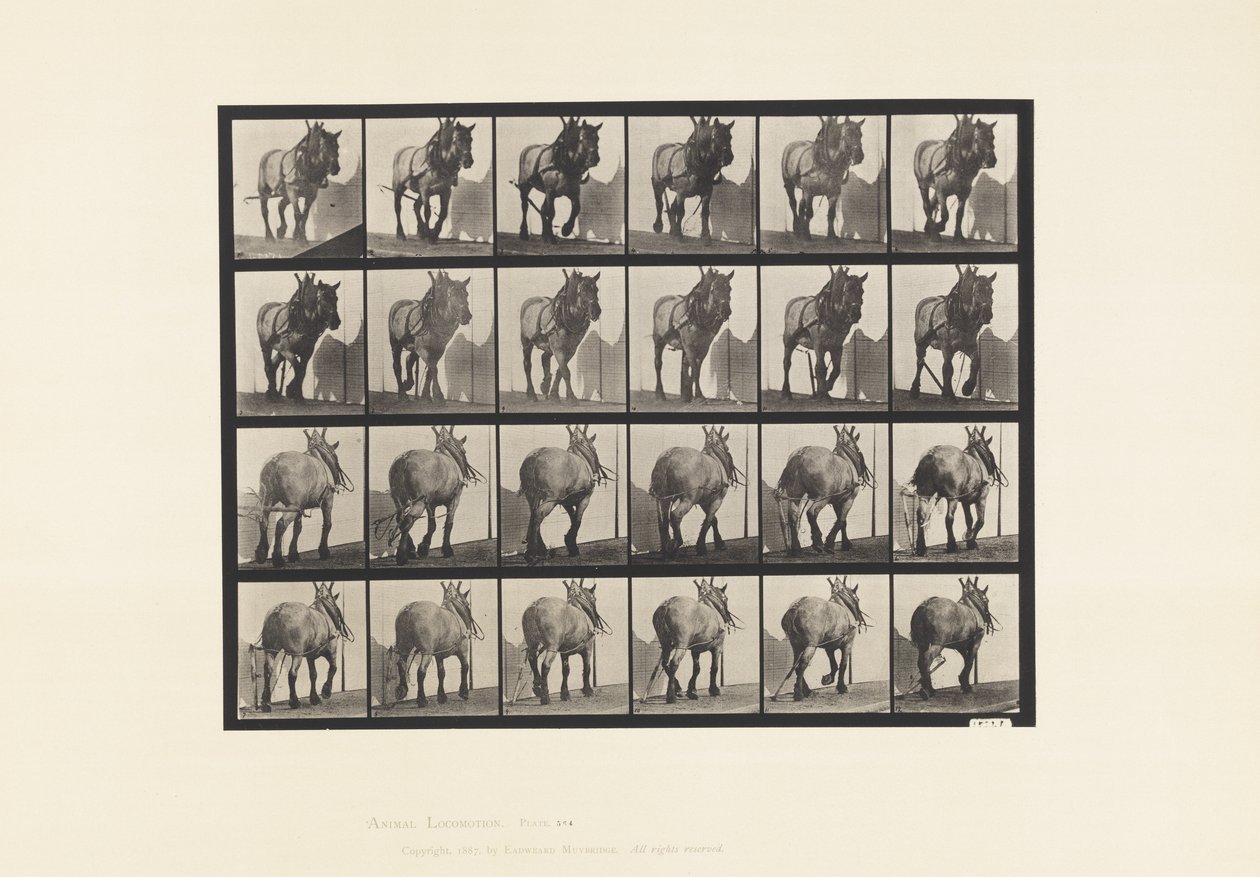 Płyta 564. Ciągnięcie; Zepsuty łańcuch dziennika; ciemnoszary belgijski koń Dusel autorstwa Eadweard Muybridge