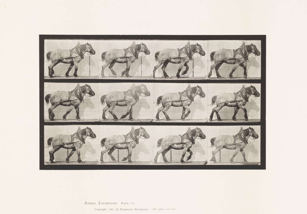 Tabliczka 565. Ciągnięcie; Ciemnoszary Belgijski Koń Dusel autorstwa Eadweard Muybridge