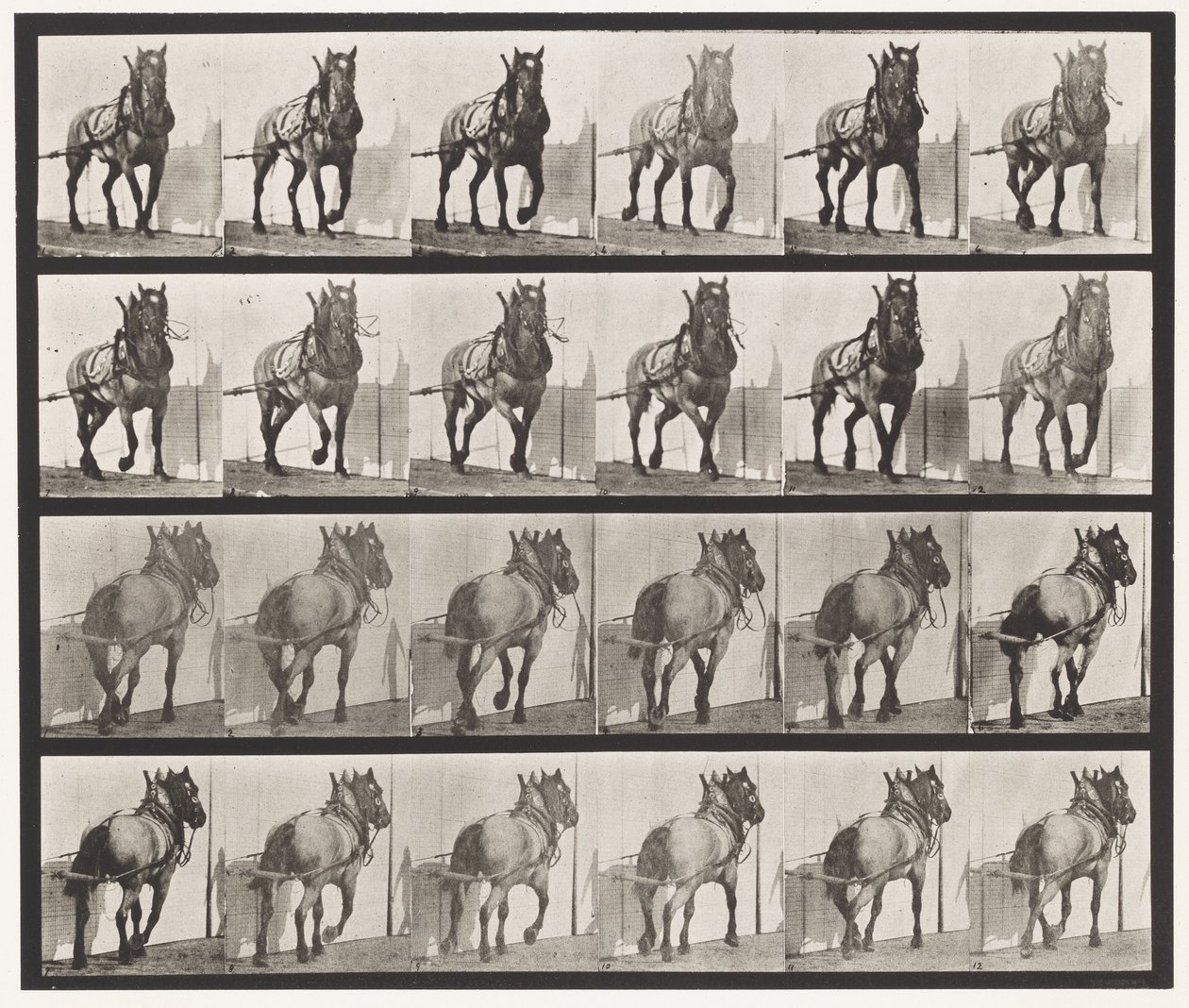 Tabliczka 568. Ciągnięcie; Ciemnoszary Belgijski Koń Billy autorstwa Eadweard Muybridge