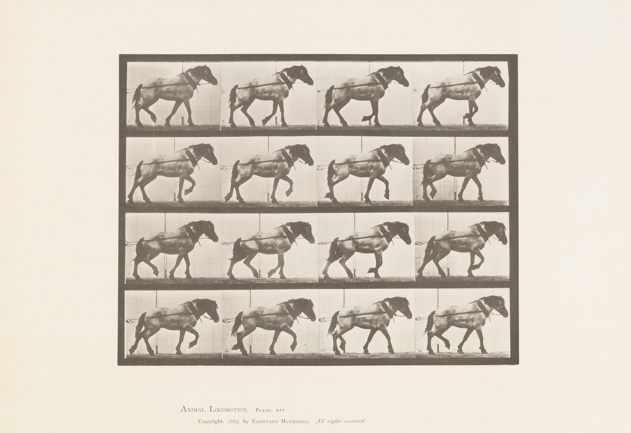 Tabliczka 569. Ciągnięcie; Ciemnoszary koń belgijski Jaś, 1885 autorstwa Eadweard Muybridge