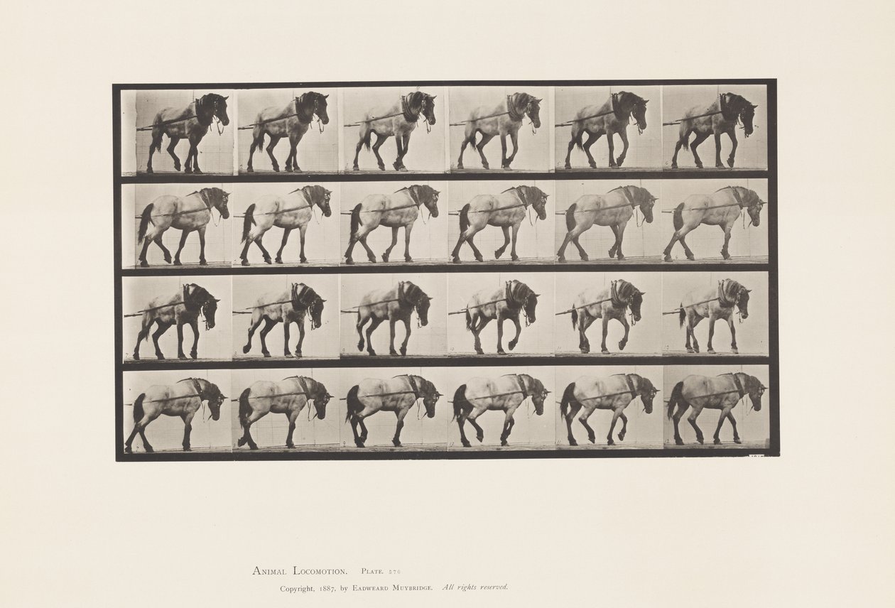 Tabliczka 570. Ciągnięcie; Ciemnoszary Jaś Belgijski, 1885 autorstwa Eadweard Muybridge