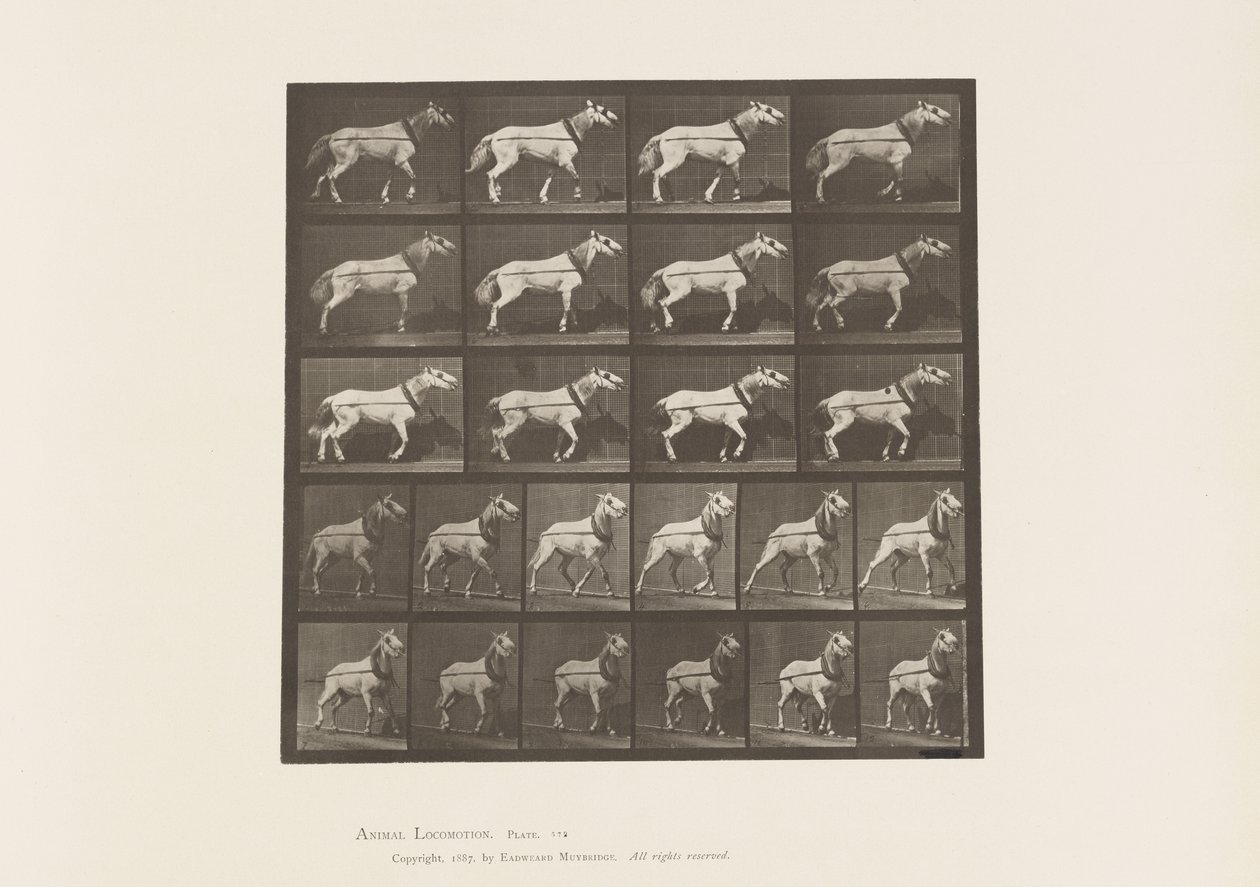 Płyta 572. Ciągnięcie; Głowa jest ciągnięta; Jasnoszara Klacz, 1885 autorstwa Eadweard Muybridge