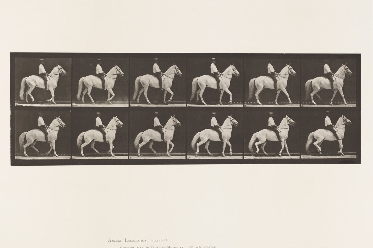 Płyta 577.Chodzenie; Siodło; Nieregularny; Biały Koń Clinton, 1885 autorstwa Eadweard Muybridge