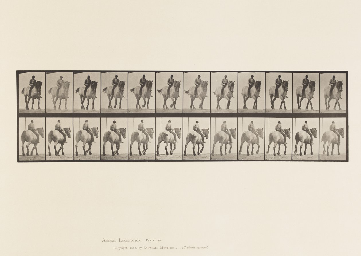 Płyta 578.Chodzenie; gołe plecy; Ciemnoszary belgijski koń Dusel autorstwa Eadweard Muybridge