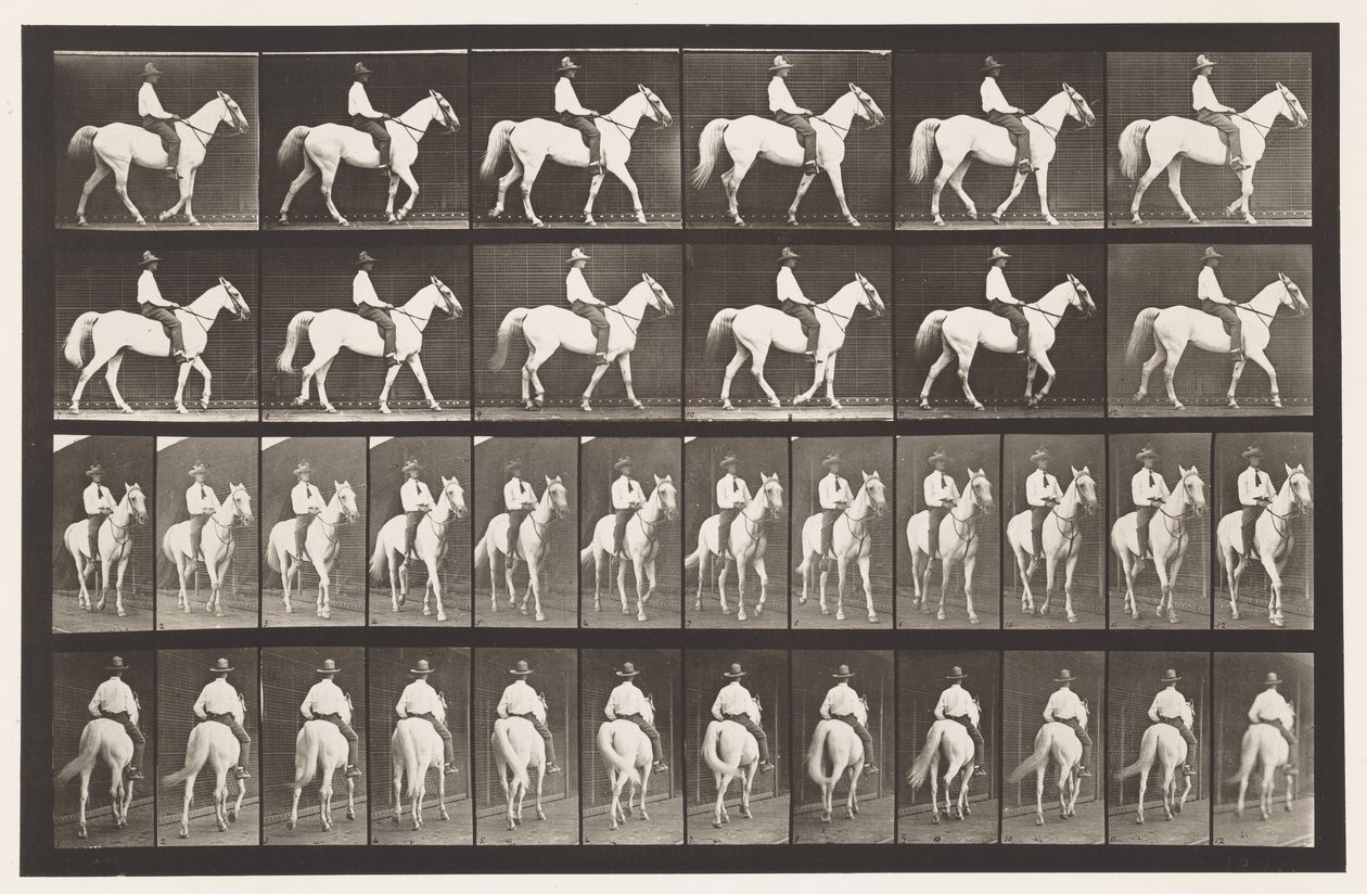 Płyta 579.Chodzenie; Siodło; Biały koń Elberon, 1885 autorstwa Eadweard Muybridge