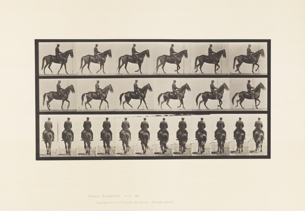 Płyta 584.Chodzenie; Siodło; Nieregularny; Brązowa klacz piękność, 1885 autorstwa Eadweard Muybridge