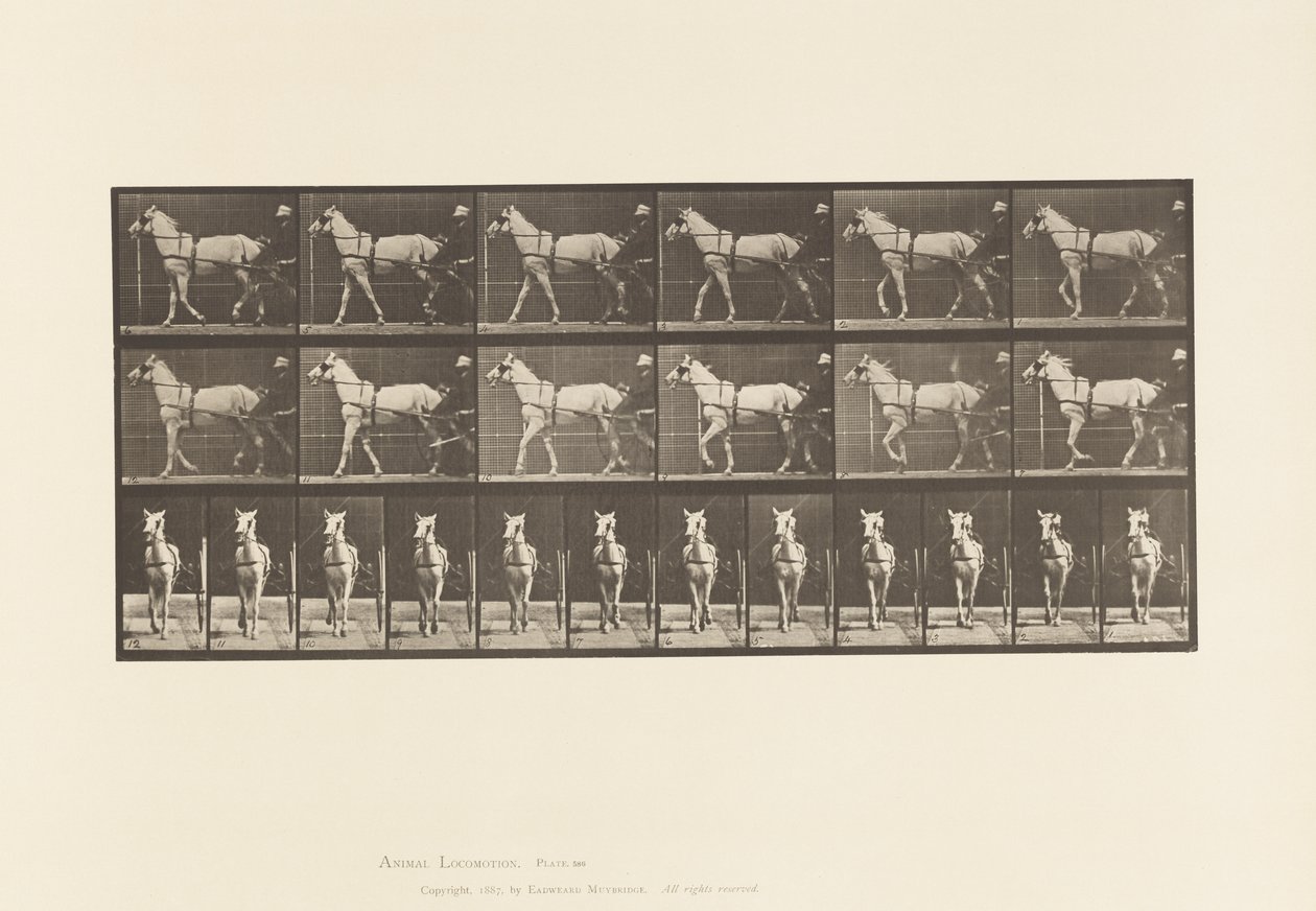 Płyta 586.Chodzenie; Nadąsany; Jasnoszara Klacz, Katydid, 1885 autorstwa Eadweard Muybridge