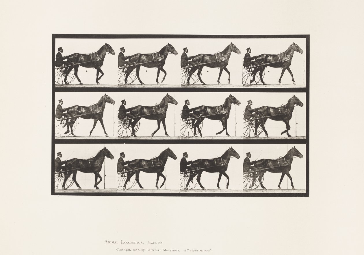 Płyta 588.Chodzenie; Nadąsany; Gniady koń Ruben, 1885 autorstwa Eadweard Muybridge