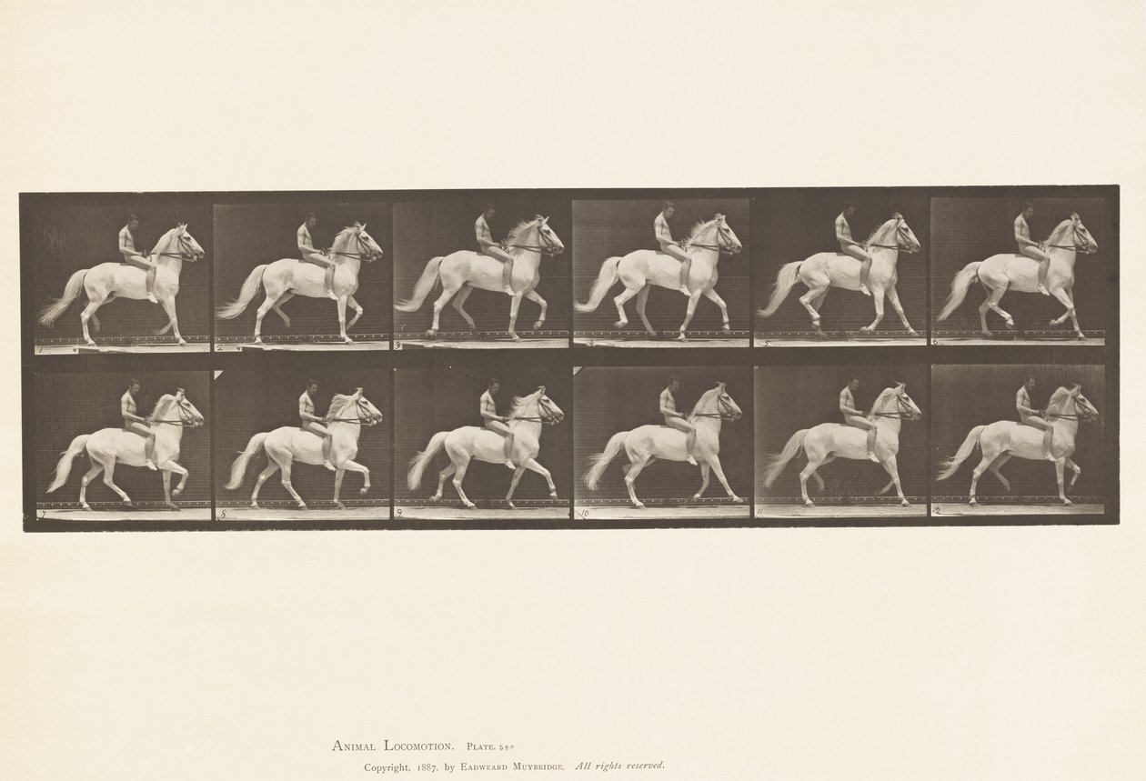 Płyta 590.Ambling autorstwa Eadweard Muybridge
