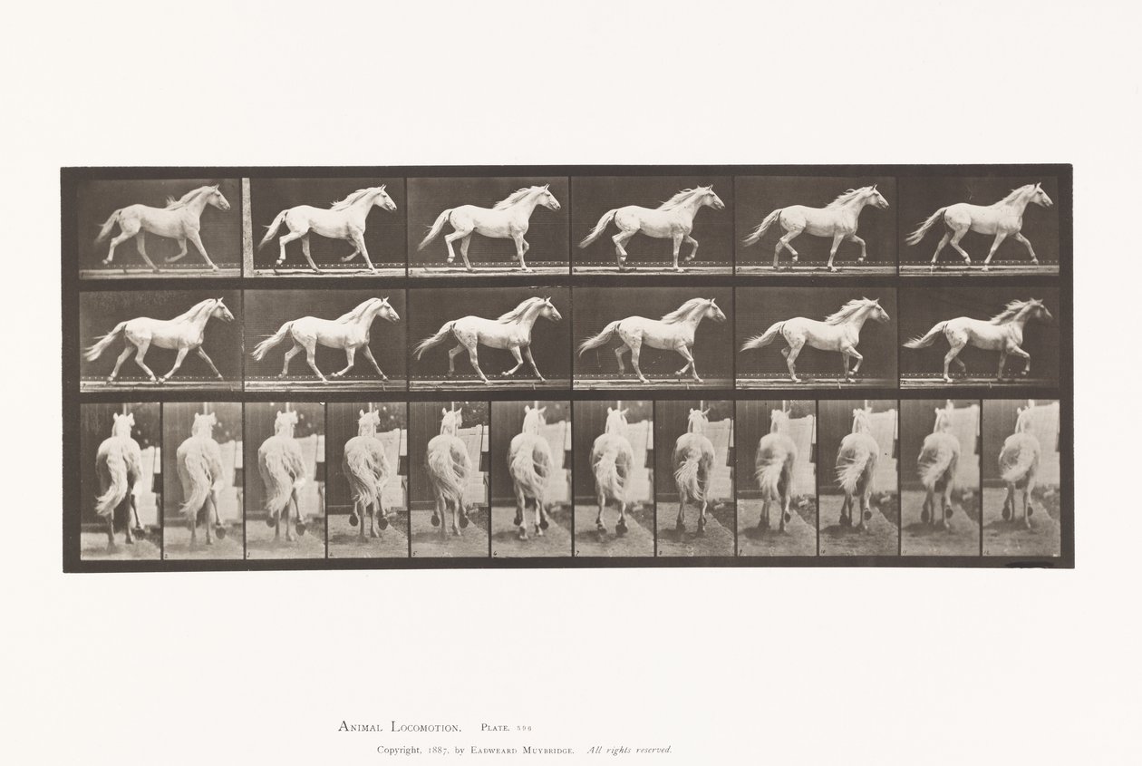 Płyta 596. Kłus; Bezpłatny; Jasnoszary Koń Orzeł autorstwa Eadweard Muybridge