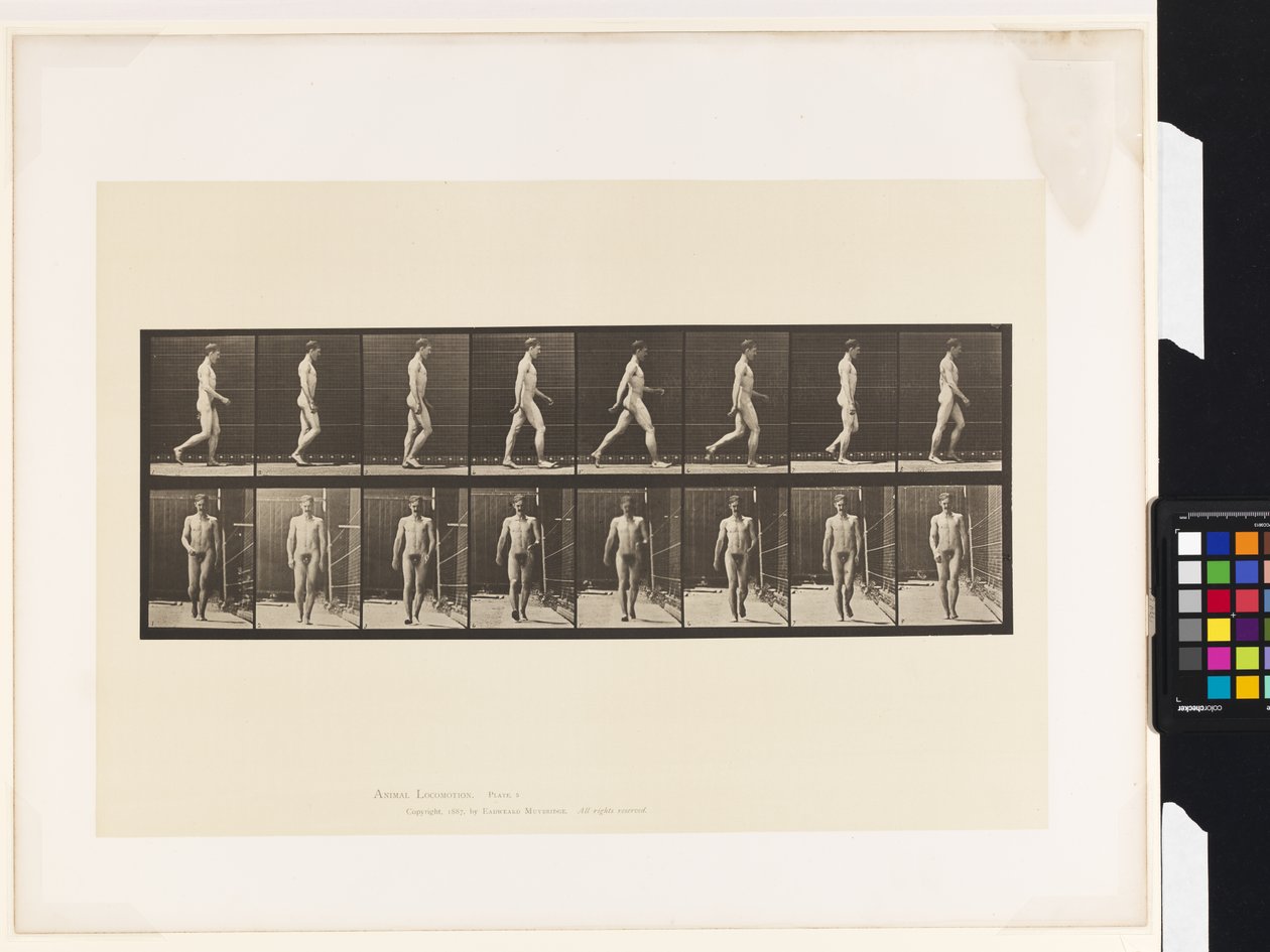 Płyta 5.Chodzenie autorstwa Eadweard Muybridge