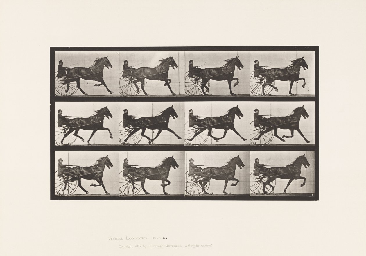 Płyta 606. Kłus; Nadąsany; Gniady koń, Ruben autorstwa Eadweard Muybridge