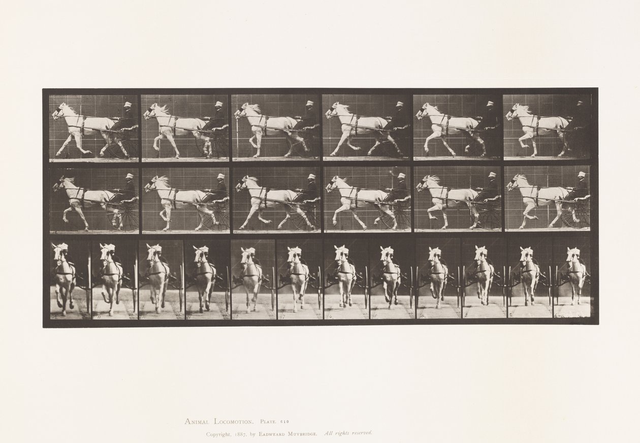 Płyta 610. Kłus; Nadąsany; Siwa Klacz, Katydid autorstwa Eadweard Muybridge