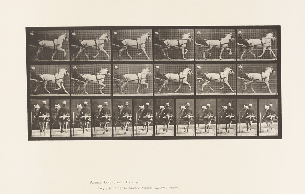 Płyta 611. Kłus; Nadąsany; Siwa Klacz, Katydid autorstwa Eadweard Muybridge