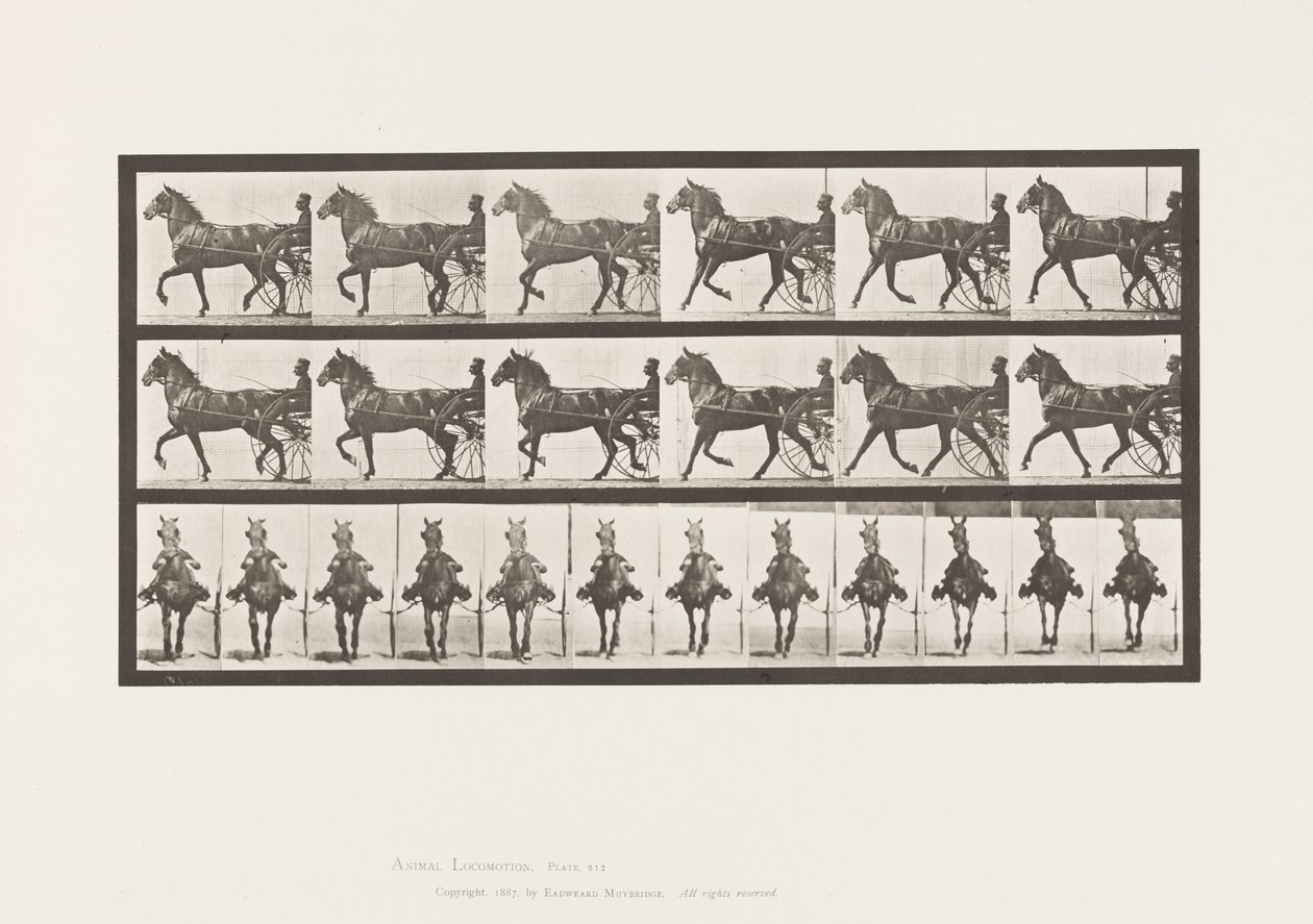 Płyta 612. Kłus; Nadąsany; Gniady koń, Dereumd autorstwa Eadweard Muybridge