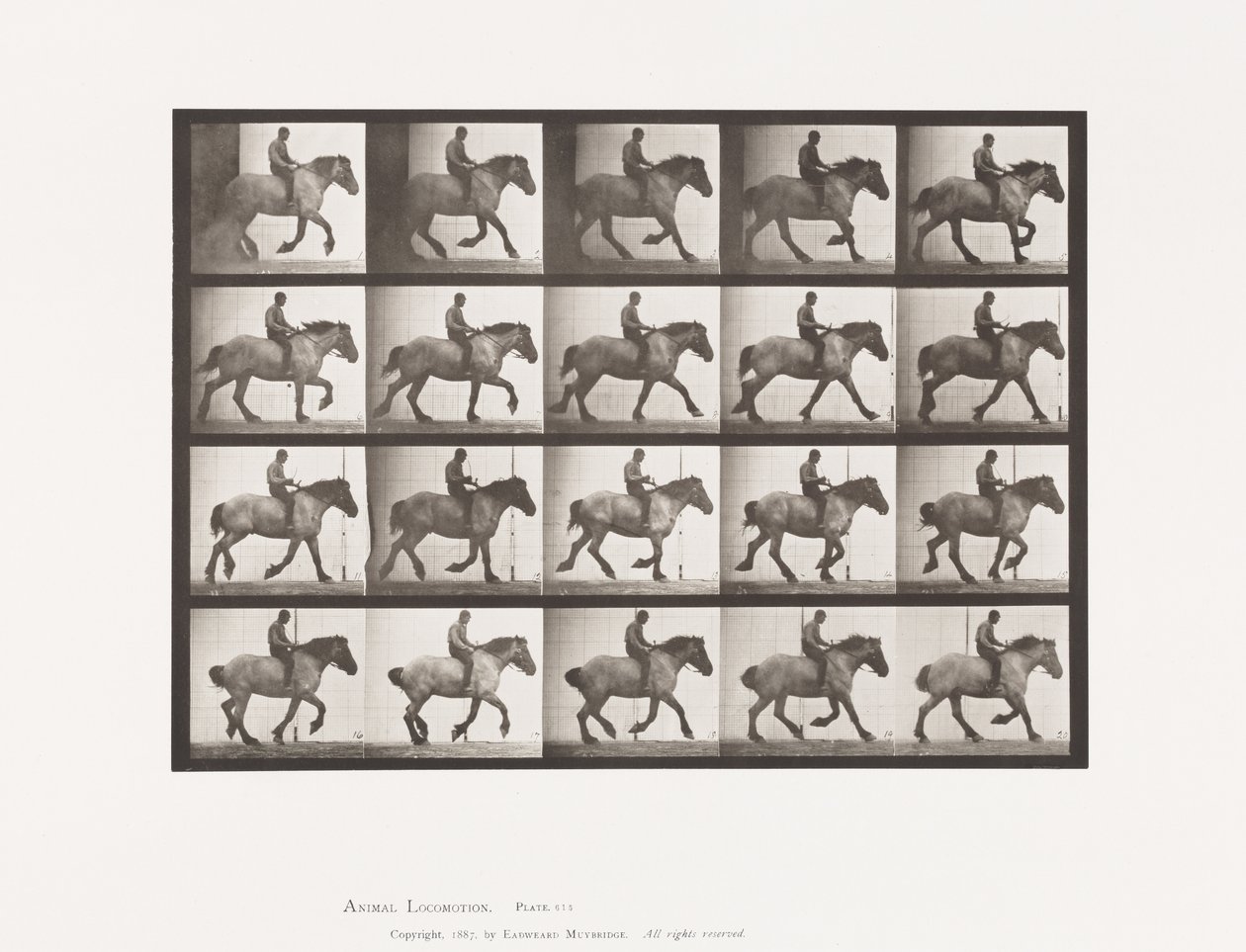 Tabliczka 615. Galop: Na oklep; Ciemnoszary koń belgijski Hansel autorstwa Eadweard Muybridge