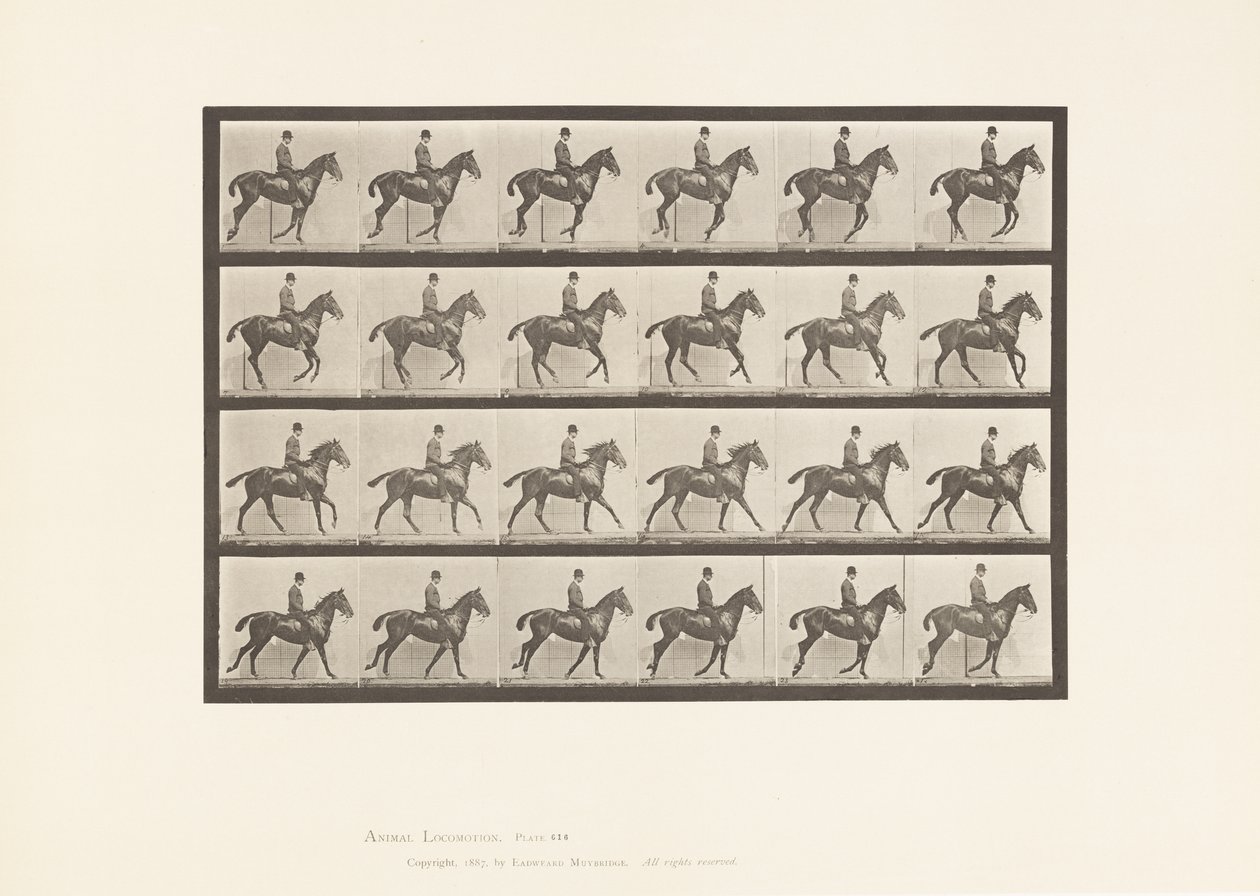 Tablica 616. Galop; Siodło; Stokrotka Gniadego Konia autorstwa Eadweard Muybridge