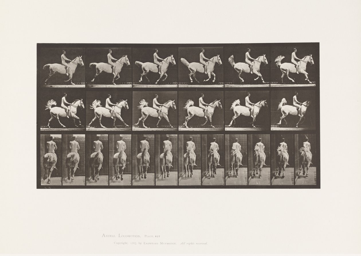Tabliczka 622. Galop; Siodło; Jeździec, 43 lata, nago; szary koń Smith, 1885 autorstwa Eadweard Muybridge