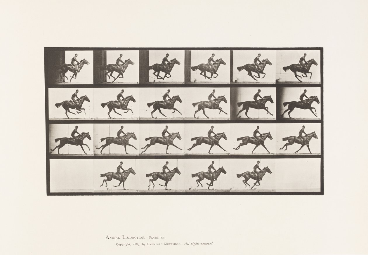 Płyta 625. Galop; Bukiet koni pełnej krwi angielskiej autorstwa Eadweard Muybridge