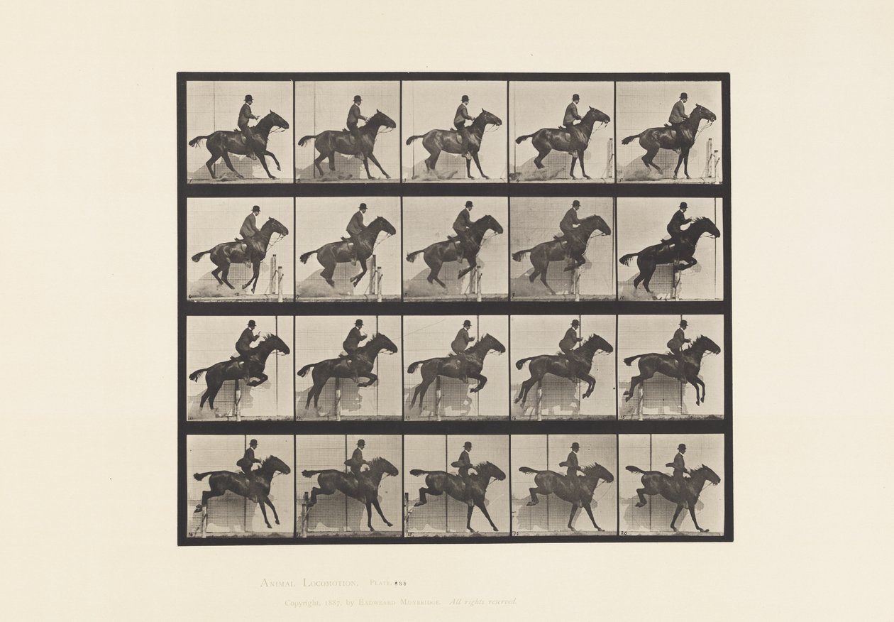 Tabliczka 638. Skakanie przez płotki; Siodło; Stokrotka Gniadego Konia autorstwa Eadweard Muybridge