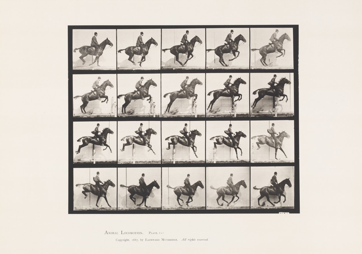 Płyta 640. Skakanie przez przeszkodę; Siodło; Stokrotka Gniadego Konia autorstwa Eadweard Muybridge