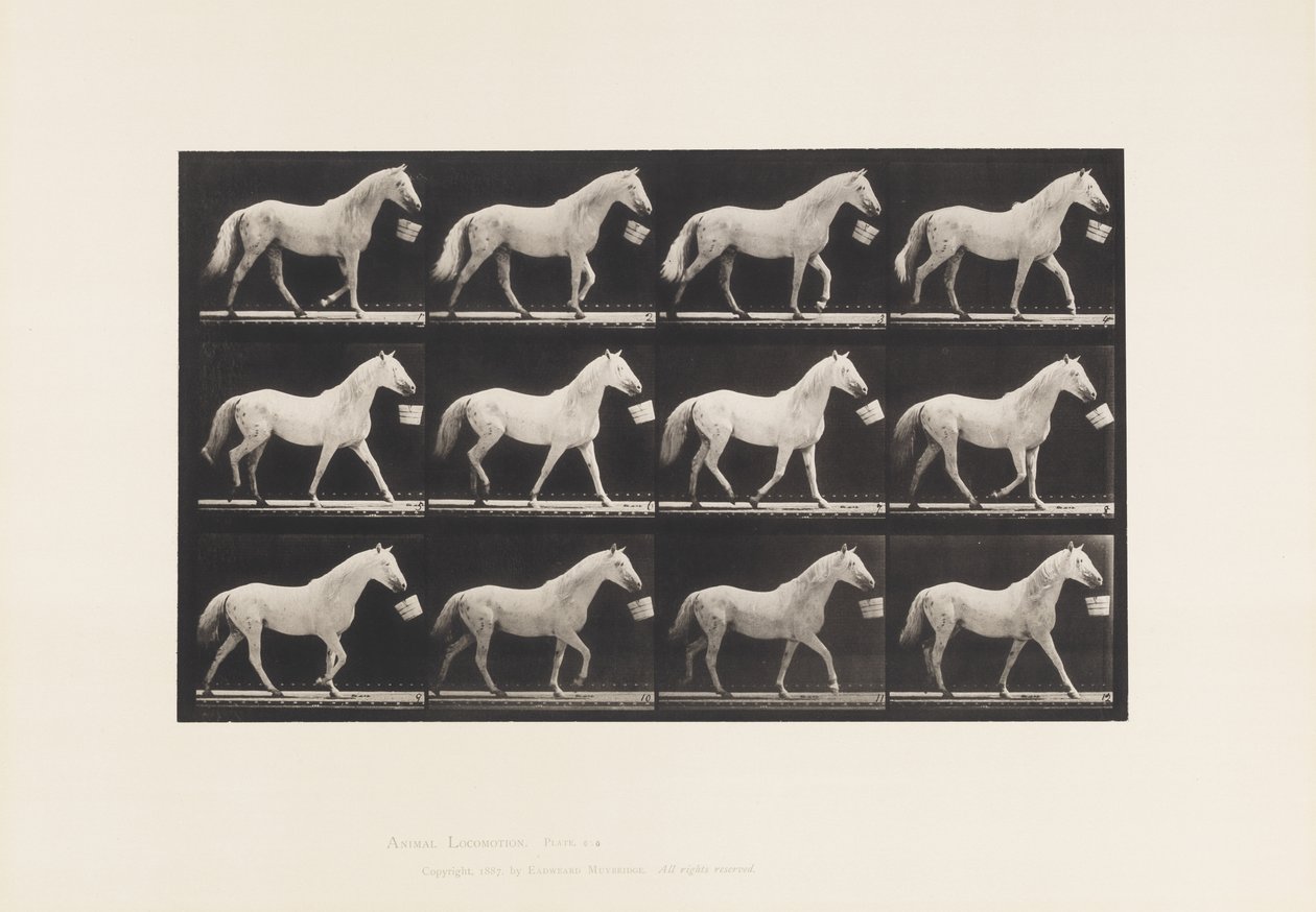 Płyta 650. Chodzenie z wiadrem w ustach; Jasnoszary koń autorstwa Eadweard Muybridge