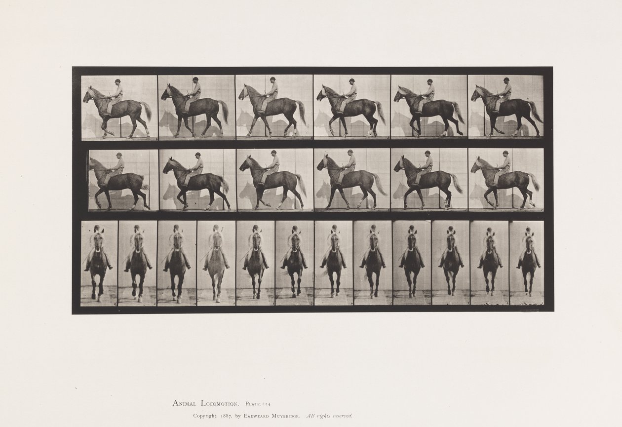 Płyta 654. Chodzenie; Siodło; Kulawa, prawa przednia stopa; końska skóra koźlęca autorstwa Eadweard Muybridge