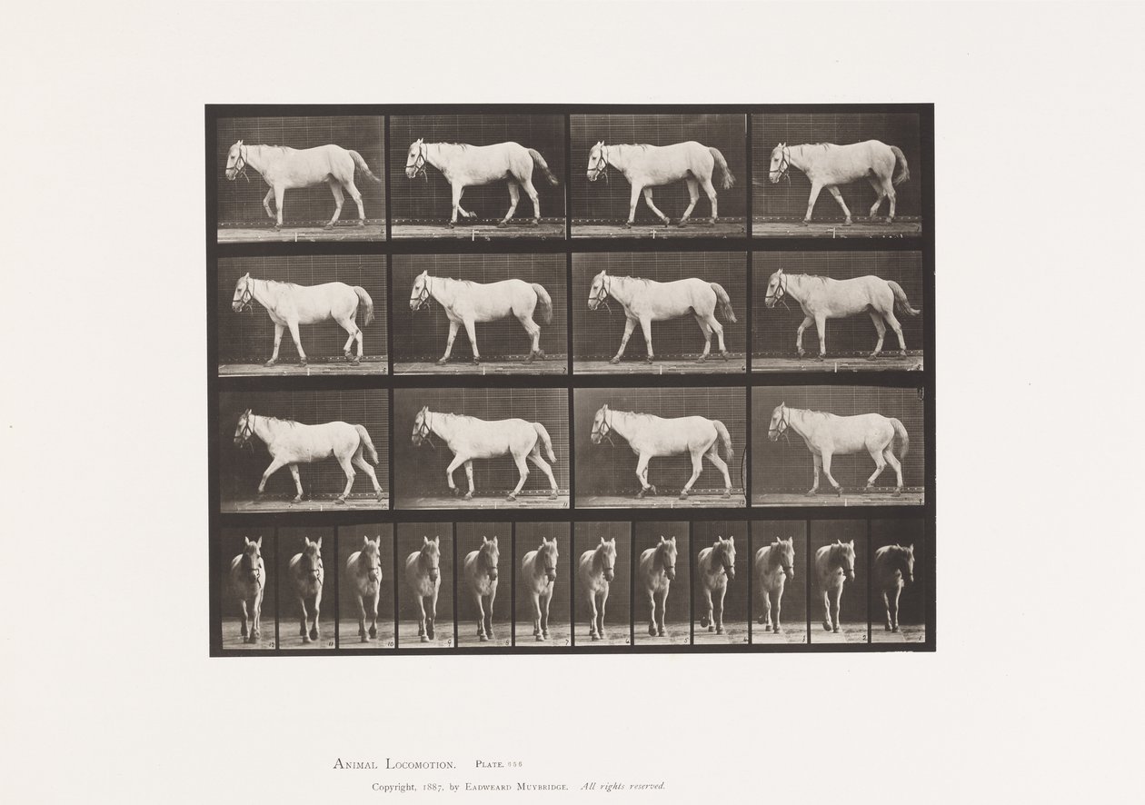 Płyta 656. Chodzenie; Bezpłatny; Kostnienie chrząstki autorstwa Eadweard Muybridge