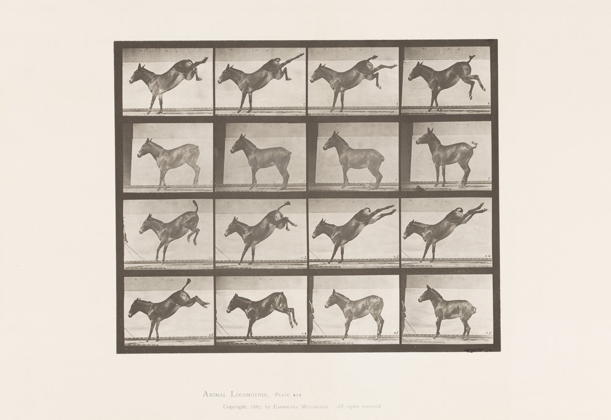 Płyta 658. Muł; A, kopanie; B, kopiąc Ruth autorstwa Eadweard Muybridge