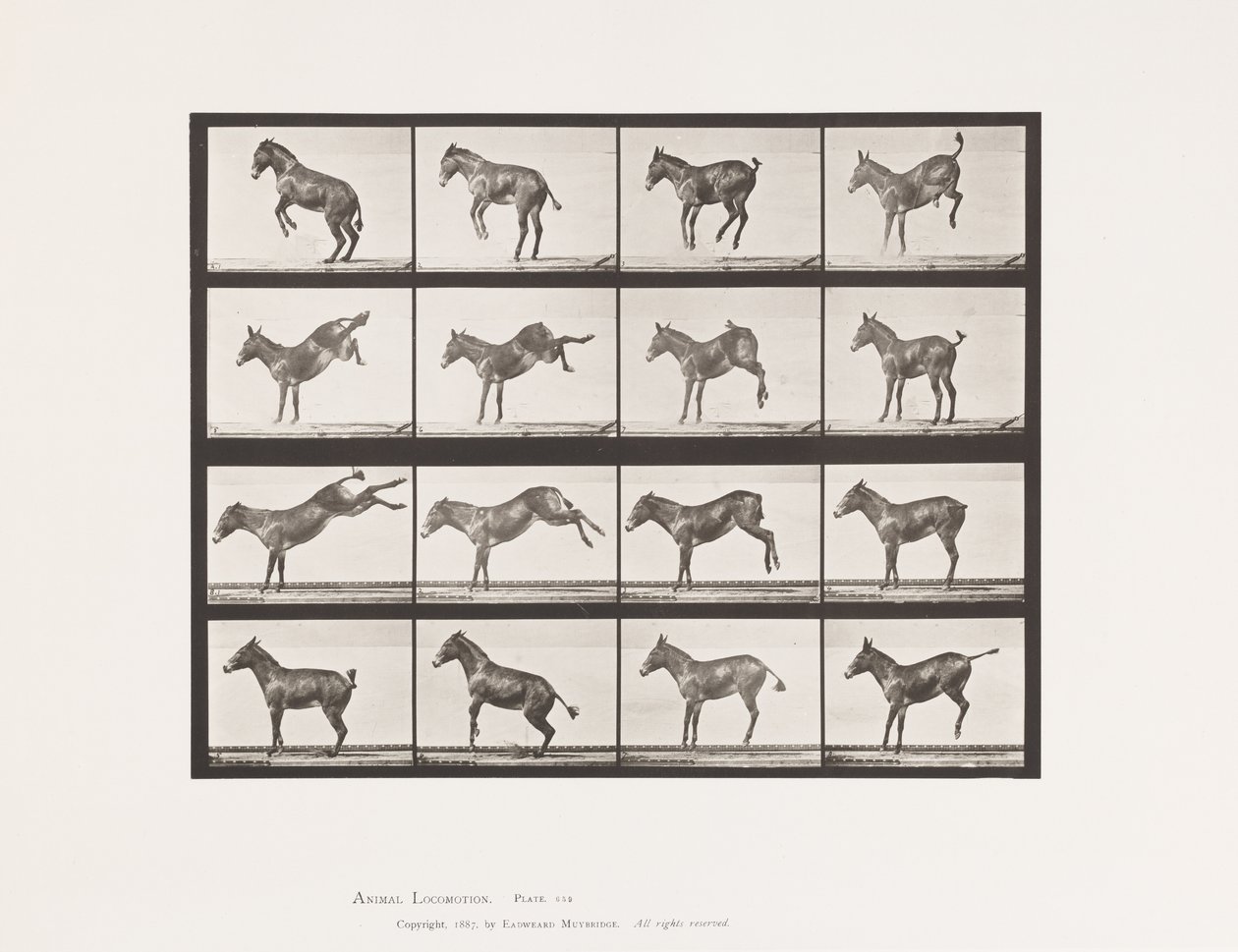 Płyta 659. Muł; A, B, Brykanie i Kopanie; Litość autorstwa Eadweard Muybridge