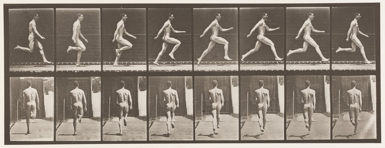 Płyta 65. Bieganie na pełnych obrotach, 1872-1885 autorstwa Eadweard Muybridge