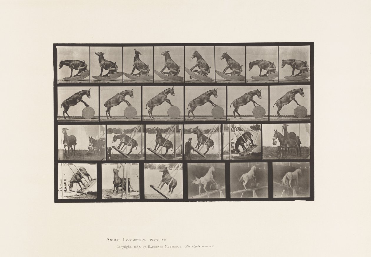 Płyta 660. Muł; Różne występy Denver autorstwa Eadweard Muybridge