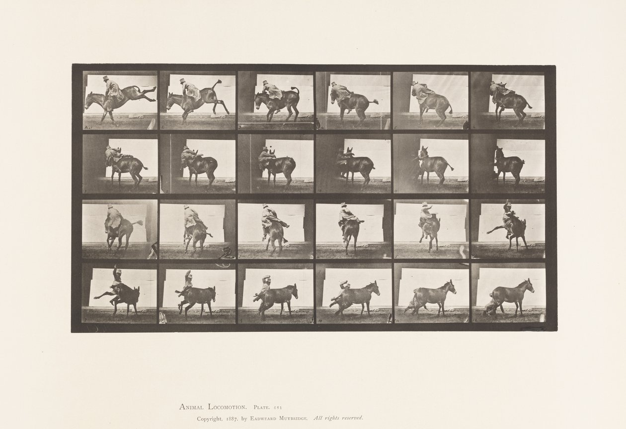 Płyta 661. Muł; A, B, ogniotrwałe zwierzę Ruth autorstwa Eadweard Muybridge