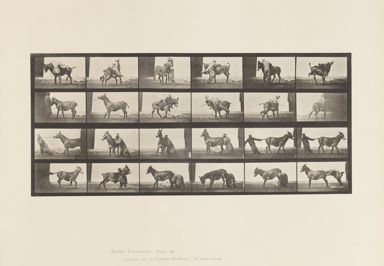 Płyta 662. Muł; A, B, ogniotrwałe zwierzę Denver autorstwa Eadweard Muybridge