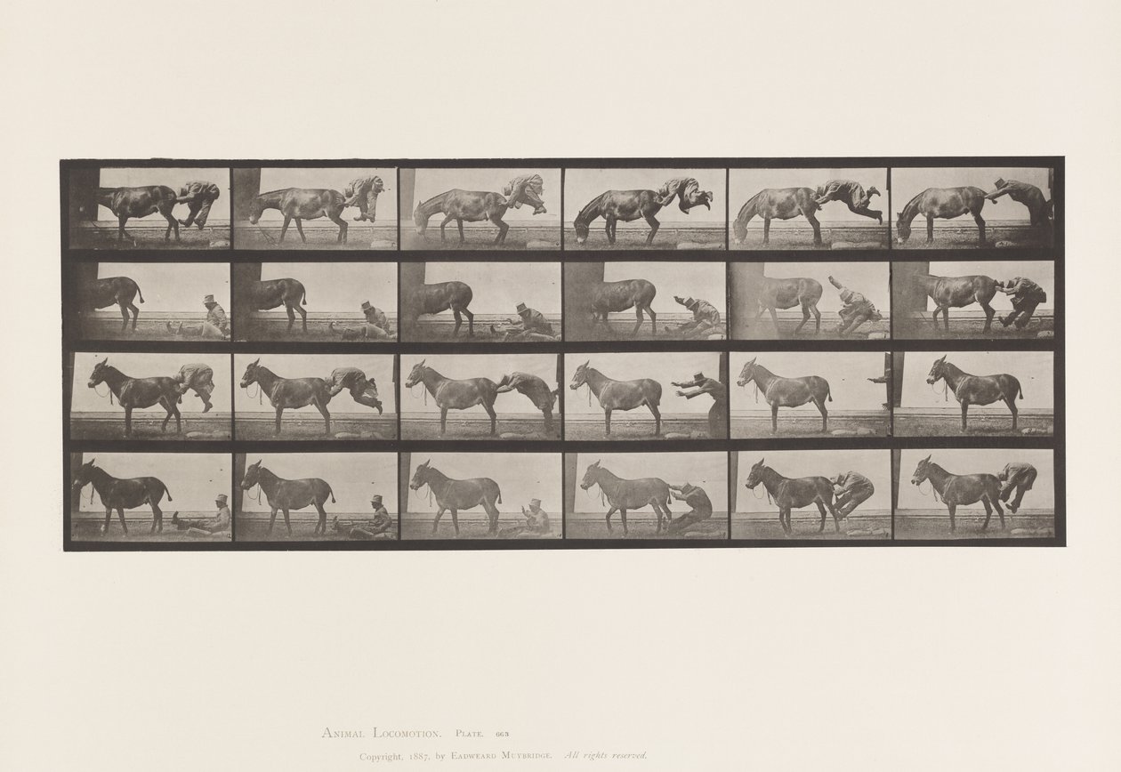 Płyta 663. Muł; A, B, ogniotrwałe zwierzę Denver autorstwa Eadweard Muybridge