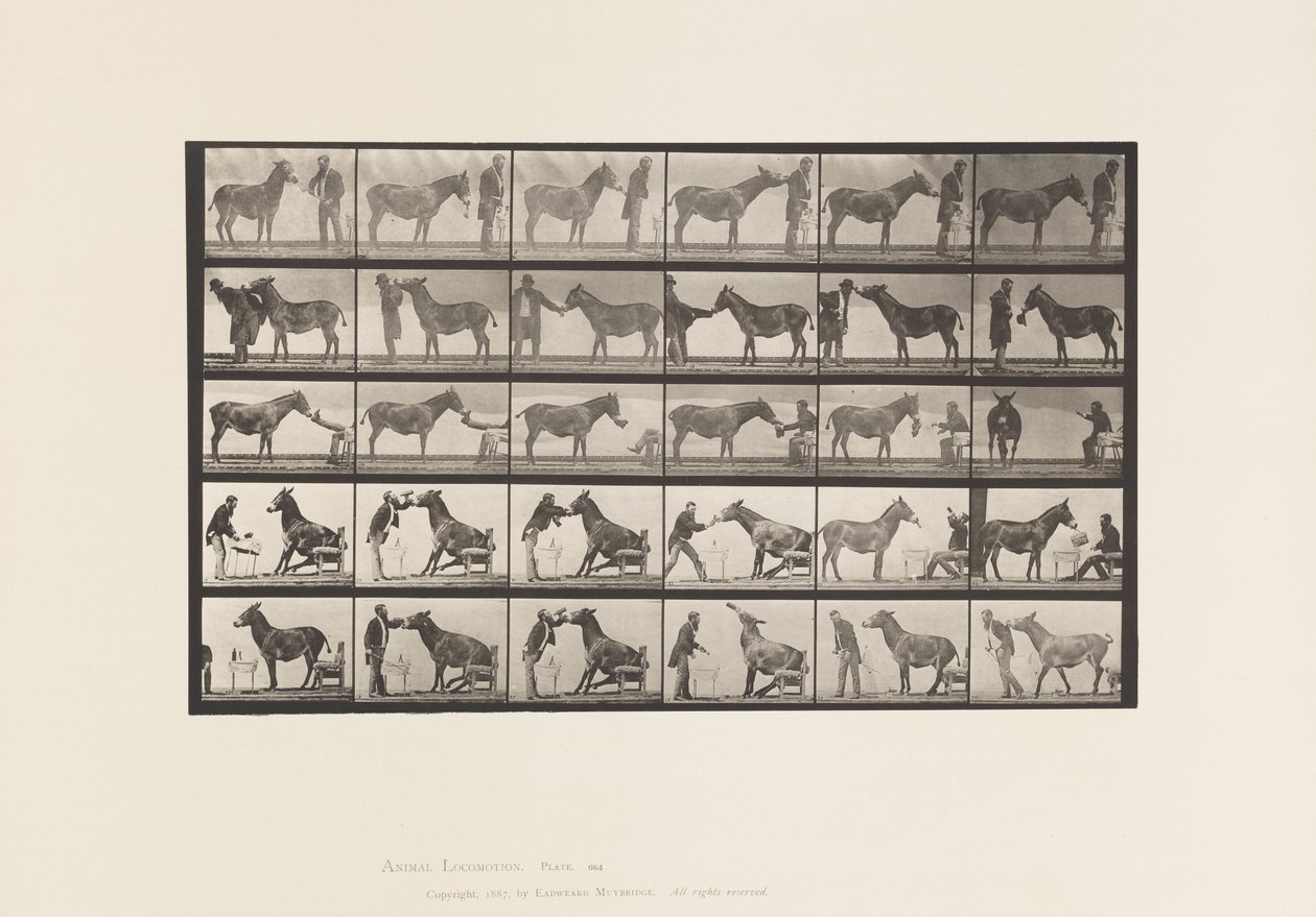 Płyta 664. Muł; Różne występy; przy stole itp. autorstwa Eadweard Muybridge