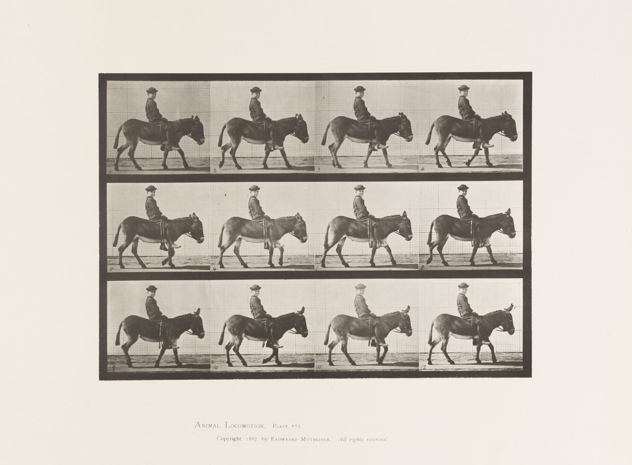 Tabliczka 665. Dup; Pieszy; Oklep; Jeżdżący chłopiec, Jennie autorstwa Eadweard Muybridge