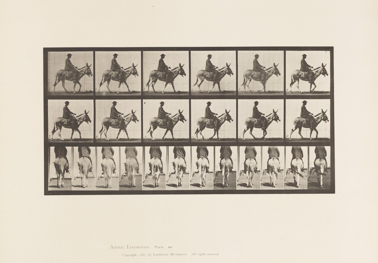 Tabliczka 667. Tyłek; Pieszy; Siodło; Chłopiec na koniu, Zoo autorstwa Eadweard Muybridge