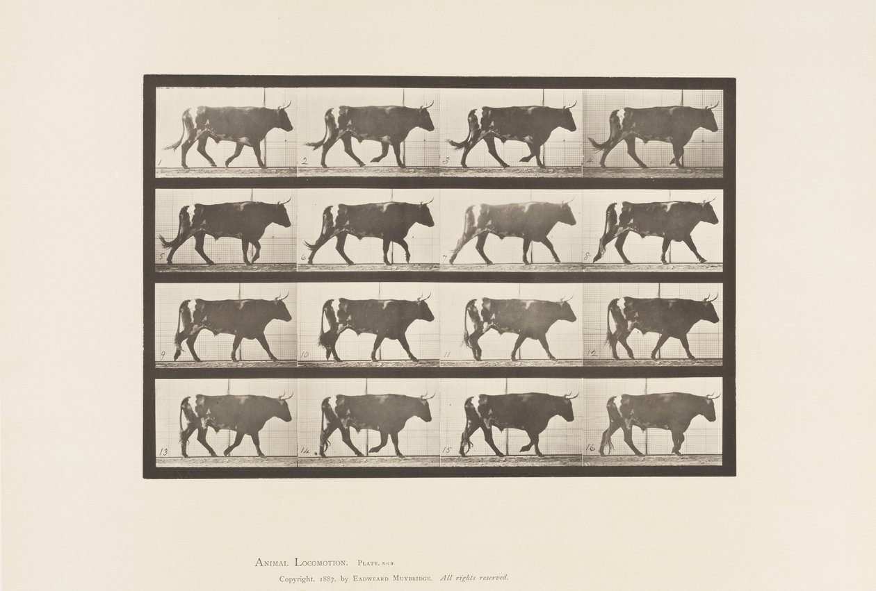 Płyta 669. Wół; Pieszy autorstwa Eadweard Muybridge