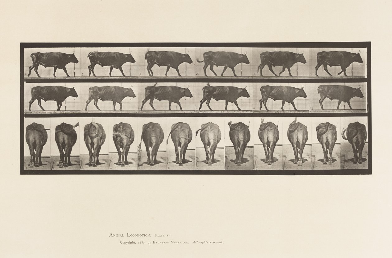 Płyta 671. Wół; Pieszy autorstwa Eadweard Muybridge