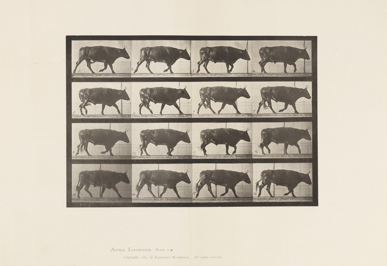 Płyta 672. Wół; kłus autorstwa Eadweard Muybridge