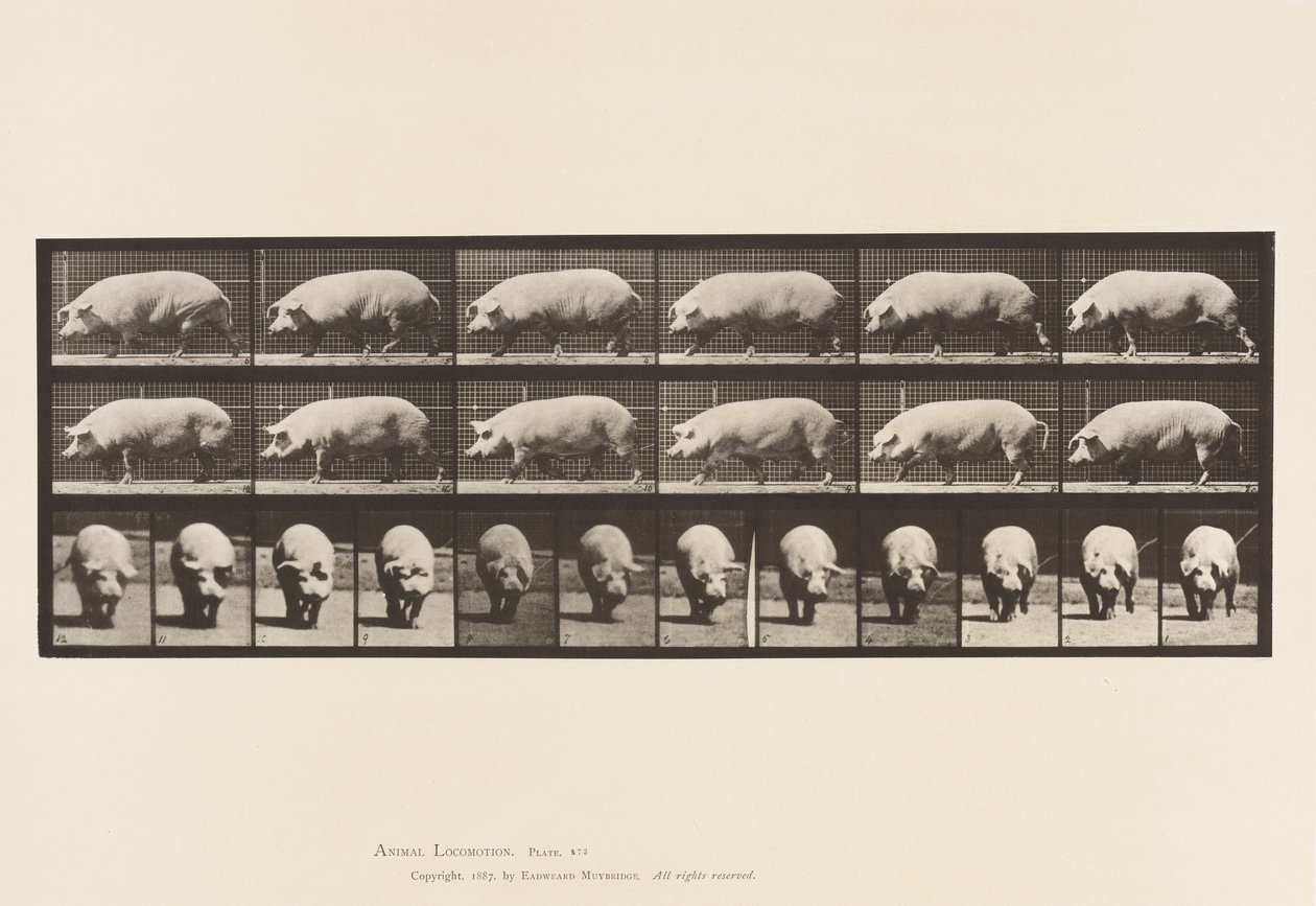 Płyta 673. Siać; Pieszy autorstwa Eadweard Muybridge