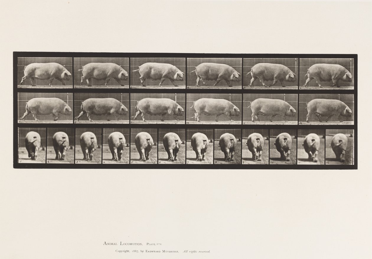 Płyta 674. Siać; Pieszy autorstwa Eadweard Muybridge