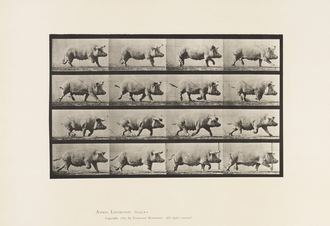 Talerz 675. Siać; kłus autorstwa Eadweard Muybridge