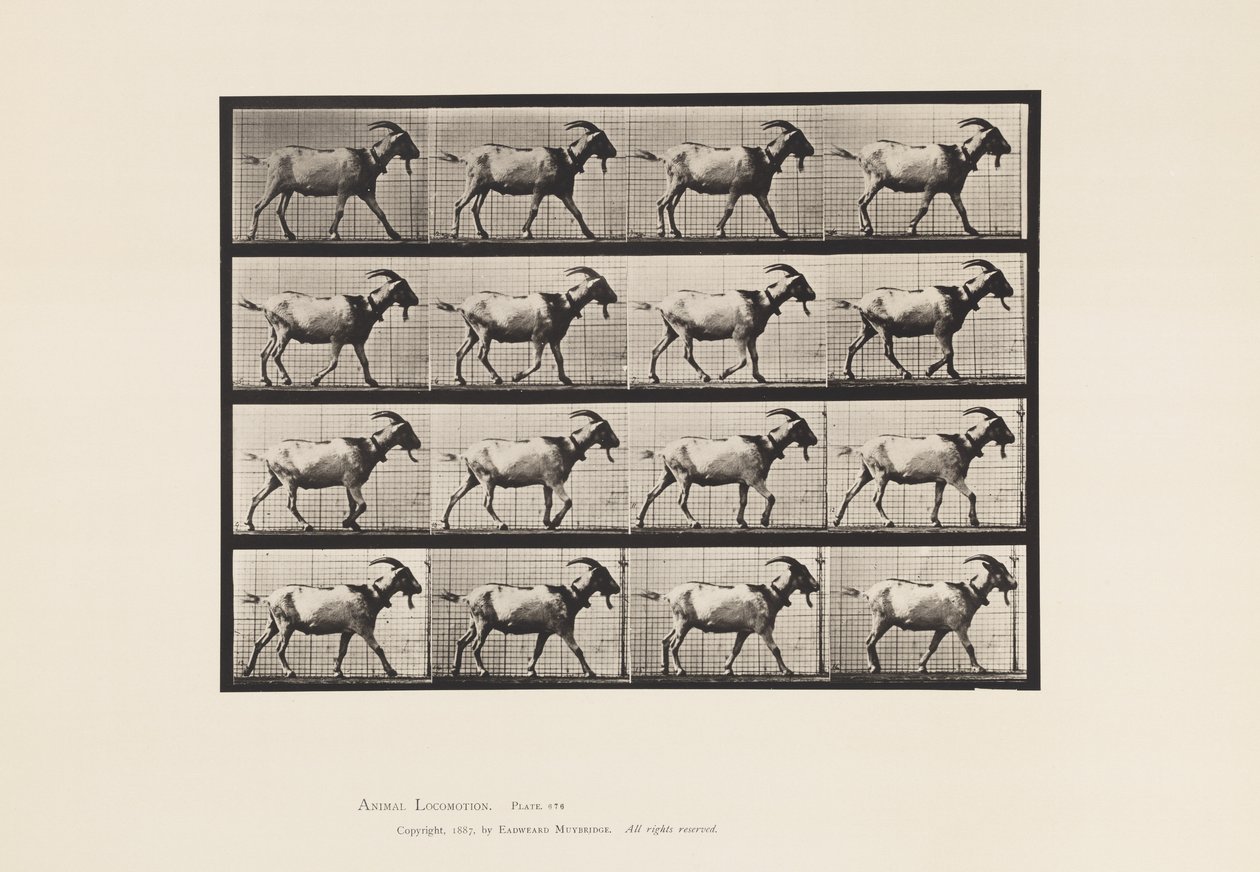 Tabliczka 676. Koza; Pieszy autorstwa Eadweard Muybridge