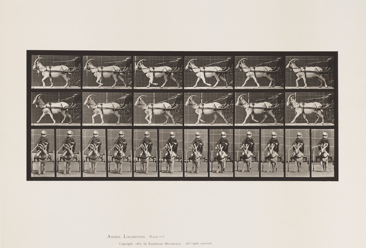 Tabliczka 678. Koza; Kłus, w Sulky autorstwa Eadweard Muybridge