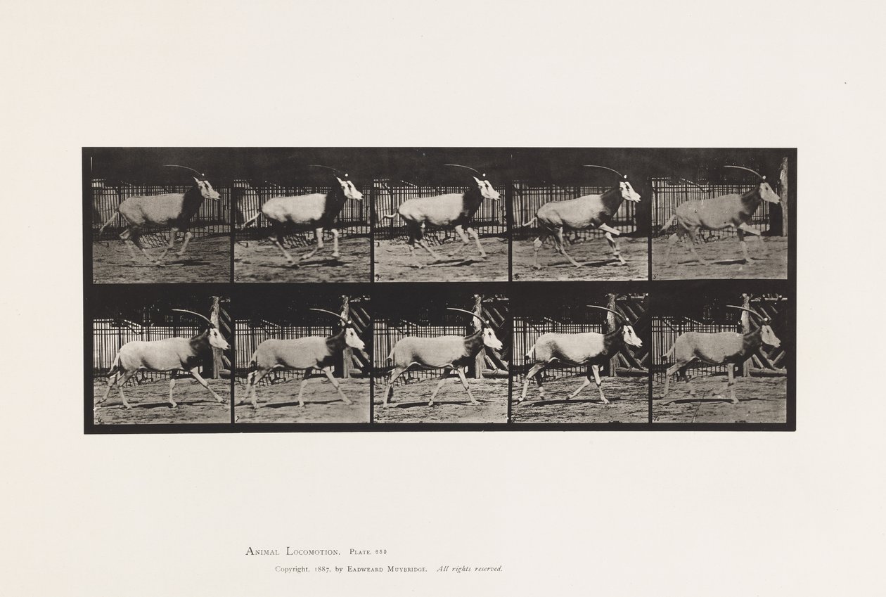 Płyta 680. Orex; Galopujący autorstwa Eadweard Muybridge