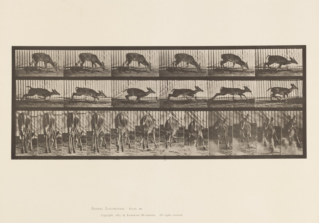 Płyta 681. Jeleń Wirginia; (Bez poroża) Buck Walking autorstwa Eadweard Muybridge